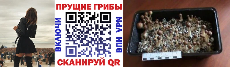 Галлюциногенные грибы Magic Shrooms  Кострома 